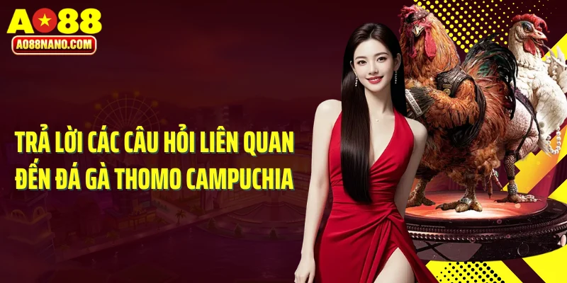 Trả lời các câu hỏi liên quan đến đá gà Thomo Campuchia